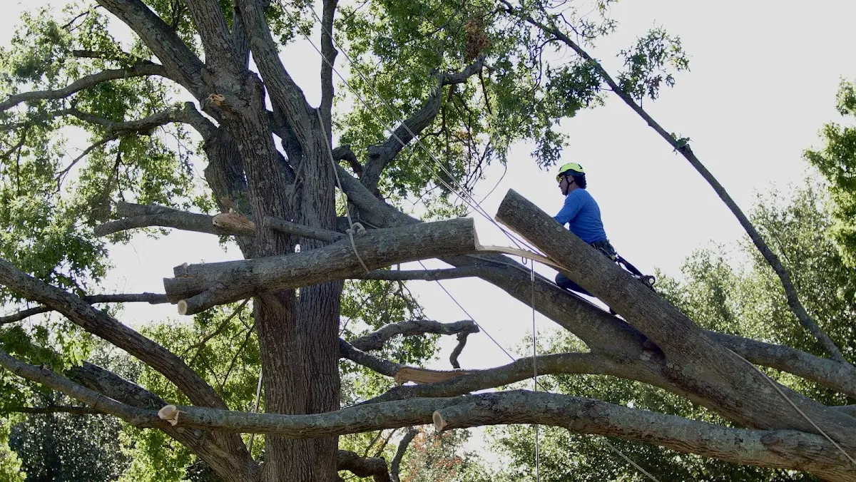 Professional Hazardous Tree Removal performed by certified arborists in Saint Mary Of The Woods