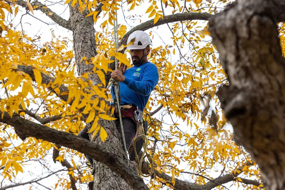 Skilled Tree Transplanting crew working in Saint Mary Of The Woods