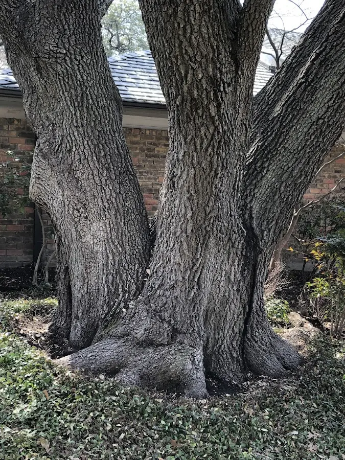Mature heritage tree close to a Saint Mary Of The Woods property cared for by certified arborists